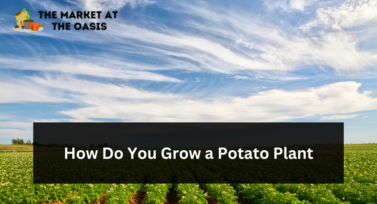 How Do You Grow a Potato Plant