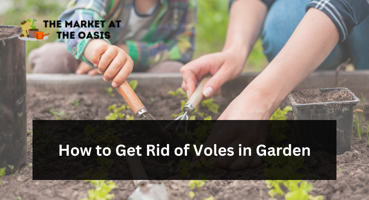 How to Get Rid of Voles in Garden