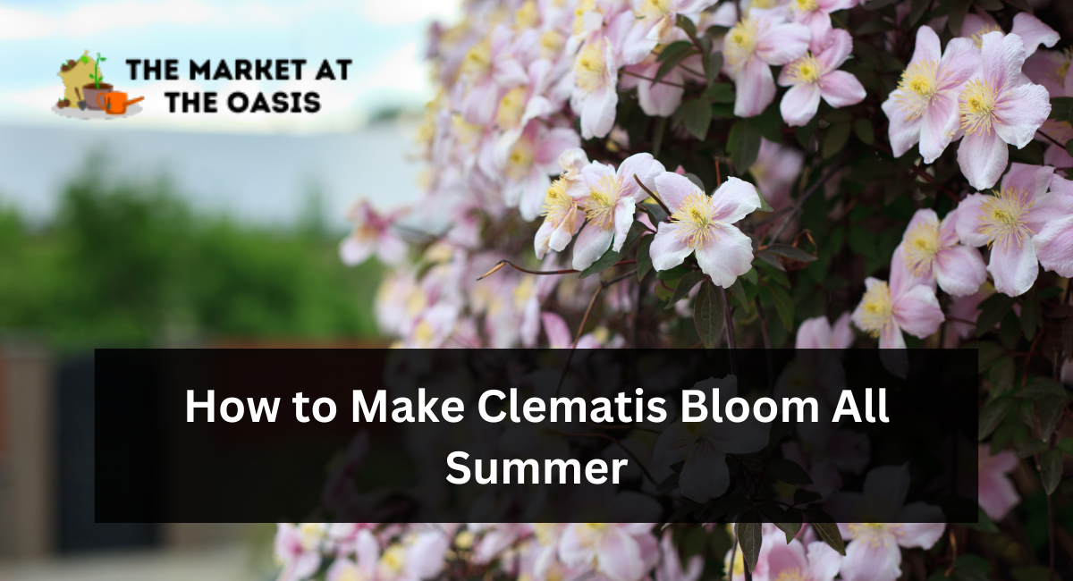 How to Make Clematis Bloom All Summer
