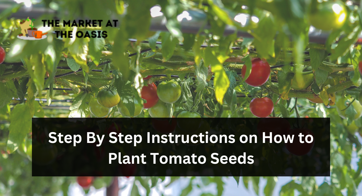 Step By Step Instructions on How to Plant Tomato Seeds
