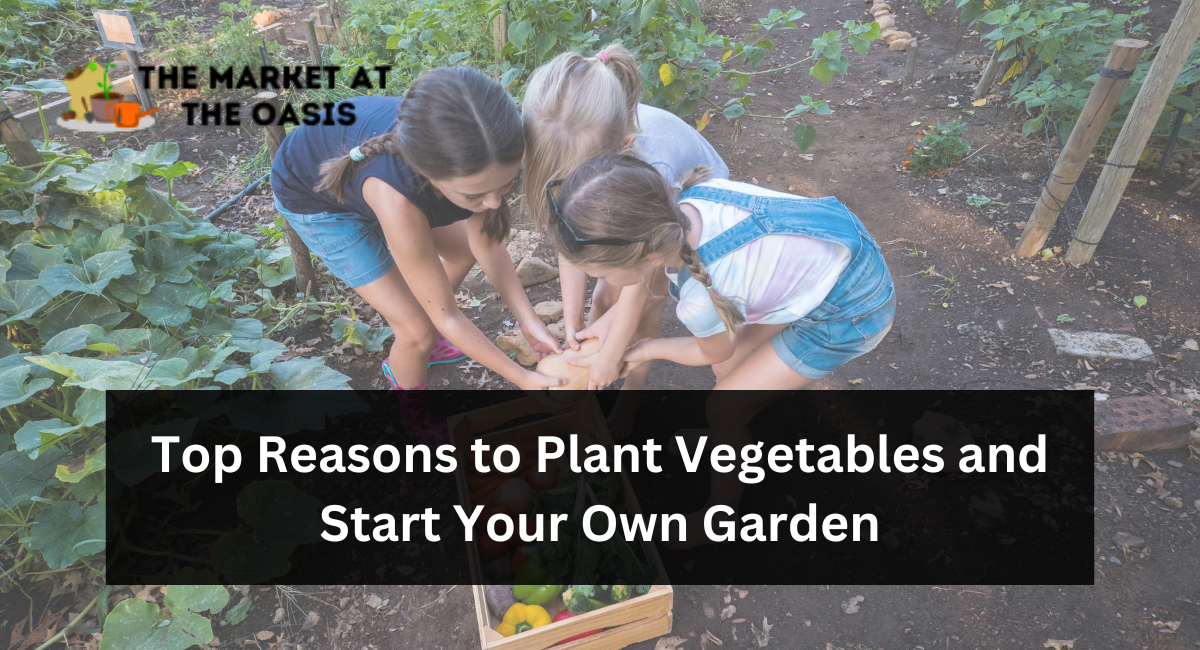 Top Reasons to Plant Vegetables and Start Your Own Garden